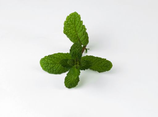 A closeup shot of center mint or spearmint leaves on a white background