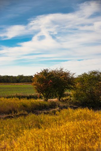 A vertical shot of a field with trees and a blue sky