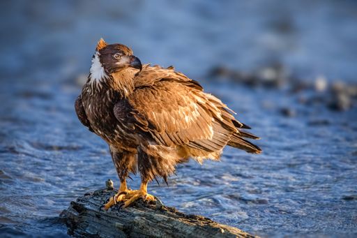 A juvenile American eagle perched on a log by the Fraser River looking out for salmon.
