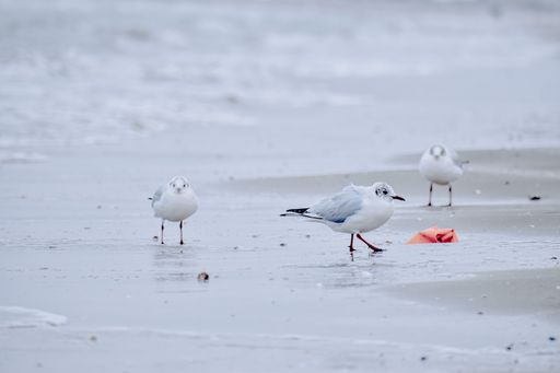 A shallow focus of a seagull at the beach on a gloomy day