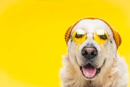 A cute Golden Retriever wearing a brown hat and sunglasses isolated on yellow background