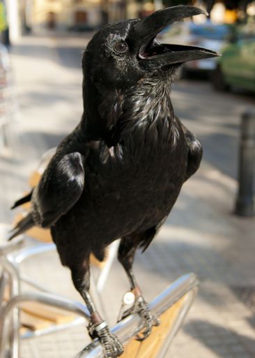 A close-up vertical shot of a black American crow perching on the chair in the urban environment.