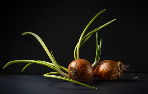 A shot of the two whole bulb red onion with a fresh green sprout on the black background.