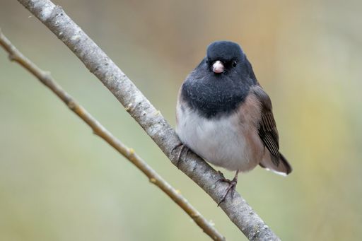 A selective focus shot of a chubby junco bird standing on a branch, looking towards the camera