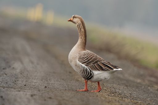 A selective focus shot of a brown goose standing on a road near grass