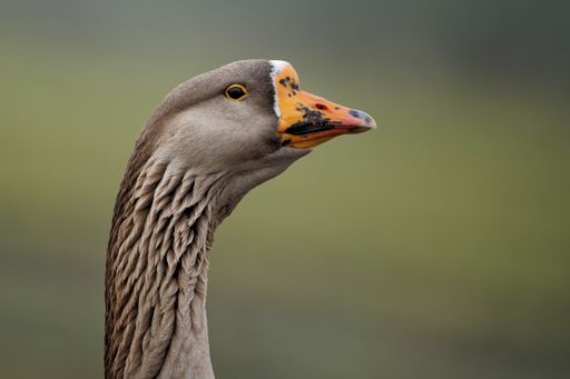 A closeup shot of a goose with blurred background