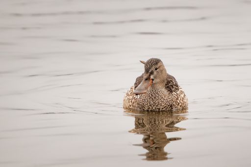 A duck swimming in the lake during the daytime