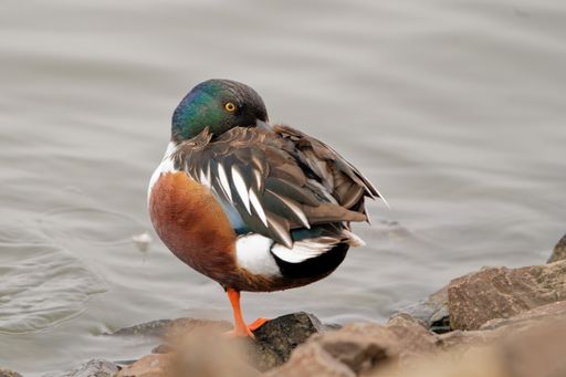 A mallard duck near the lake during the daytime