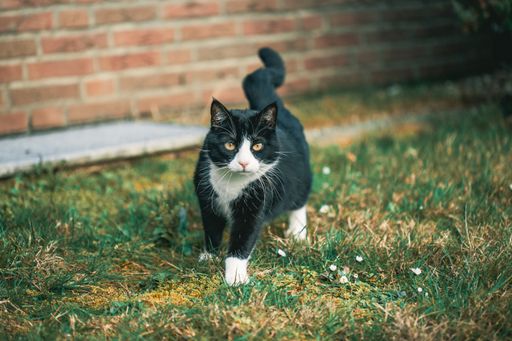 A cute black cat staring at the camera on the grass in front of a wall