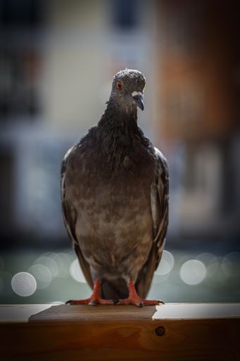 A selective focus shot of a pigeon with a blurred background