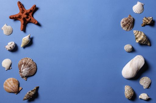 A top view of sea shells and starfish on a blue background
