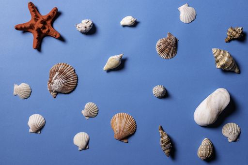 A top view of sea shells and starfish on a blue background