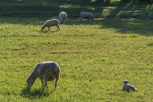 Sheep grazing on fertile land with grass in peaceful surroundings in Portugal at Alentejo Rural countryside