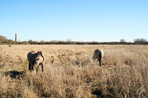 A beautiful shot of cute donkeys grazing in a field full of dried grass under a blue sky