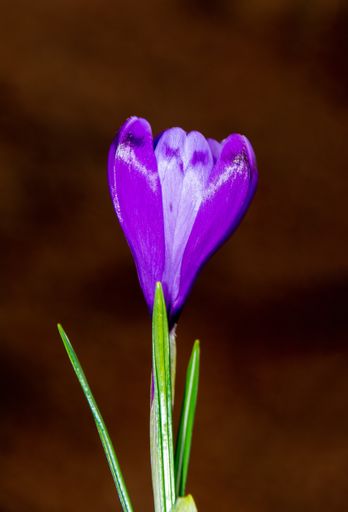 A closeup shot of a group of crocuses