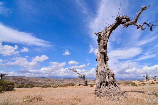 A low angle shot of a dead tree in a desert land with a clear blue sky in the background
