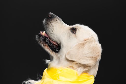 A cute Golden Retriever in a yellow scarf isolated on black background