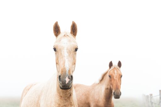 A closeup shot of two beautiful horses in fog in rural Queensland, Australia