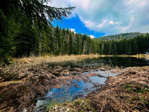 A beautiful view of a swamp in a pine forest under a cloudy sky