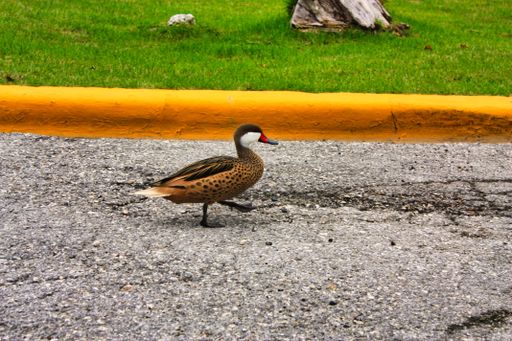 a little marching duck on the street