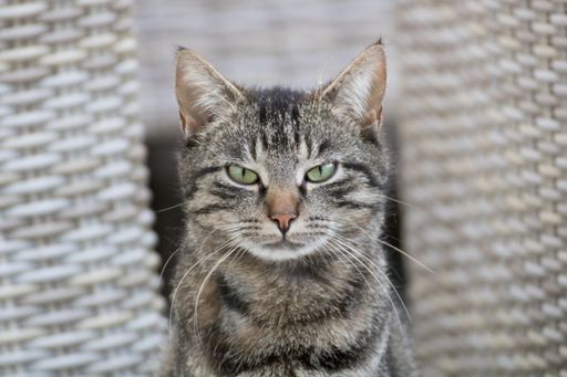 A selective focus shot of a gray cat with an angry cat face with a blurred background