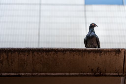 One single pigeon on the roof edge, copy scape.