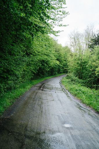 A vertical shot of a wet road with green trees in the forest