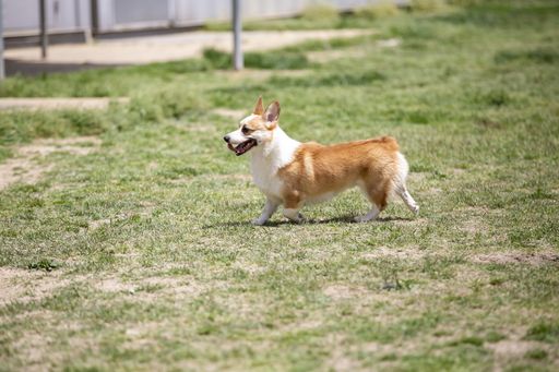 A cute corgi dog playing on a field