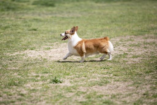 A cute corgi dog playing on a field