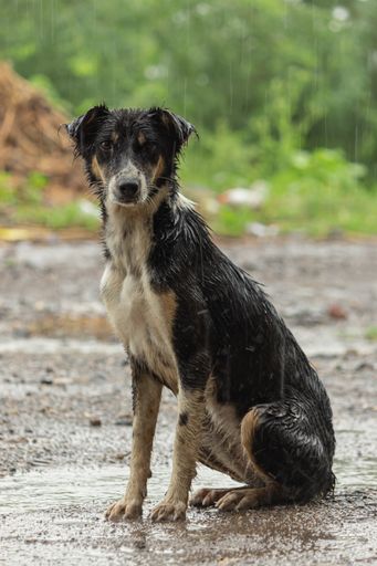A hound dog sitting on the ground and getting wet in the rain