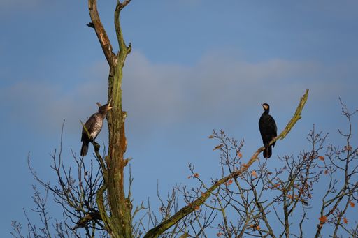 The two singing birds perched on a tree