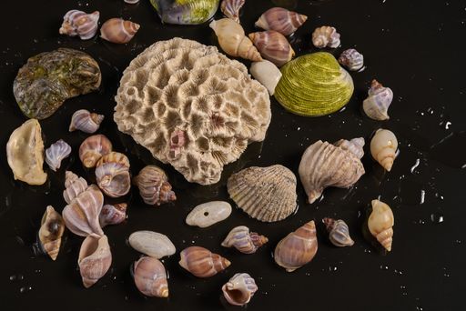A closeup shot of different kinds of sea shells and a brain coral on the black background
