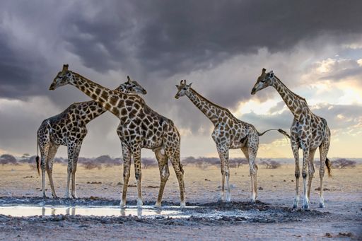 Four giraffes in front of a dark sky at a waterhole.