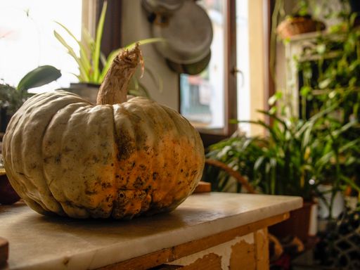 A closeup of a rotten white pumpkin on the table with a blurry background