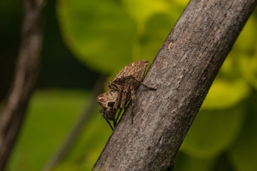 A selective focus shot of a brown spider on a tree branch