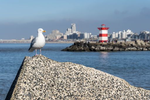 Curious seagull on concrete block with Scheveningen harbor on the background on a sunny day in February