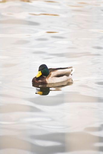 A single male mallard floating on the lake