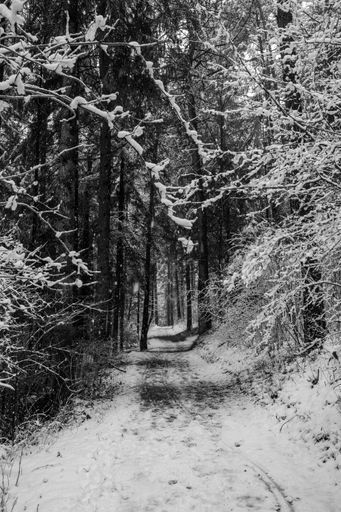 A vertical picture of a pathway surrounded by trees covered in the snow in a forest