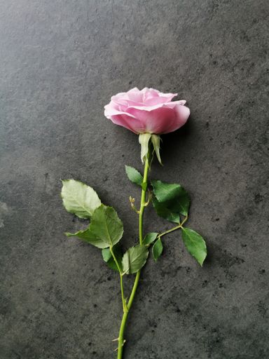 A top view of a beautiful purple rose on the table