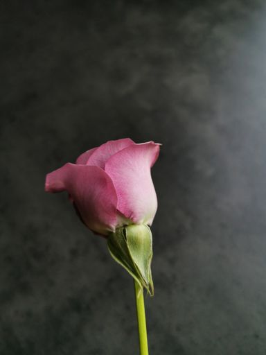 A closeup shot of a beautiful purple rose on a blurred background