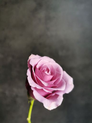 A closeup shot of a beautiful purple rose on a blurred background