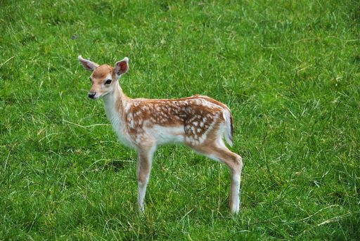 cute fawn of a fallow deer (Dama dama)  in the meadow