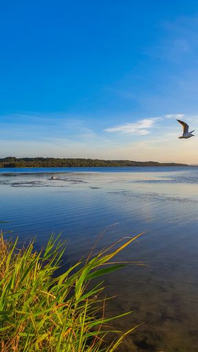 A vertical shot of a seagull flying over the sea