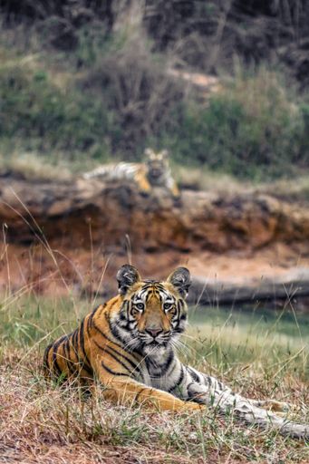 A selective focus shot of a beautiful tiger lying on the grass