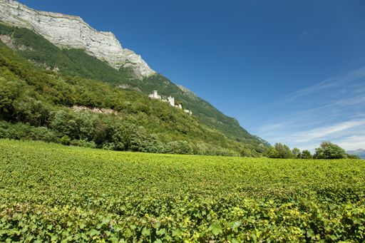 A low angle shot of the famous Fortress of Miolans overlooking a wide vineyard