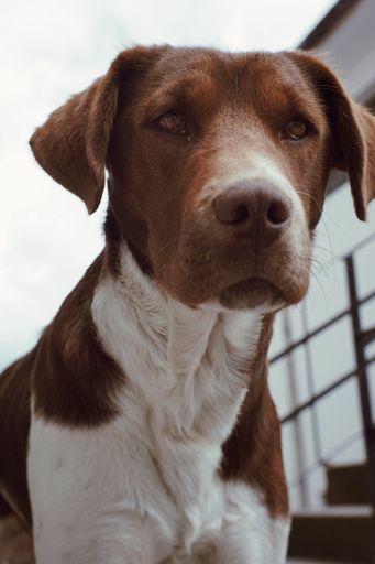 A closeup vertical portrait of a cute lovely doggy with beautiful sad eyes standing outdoors