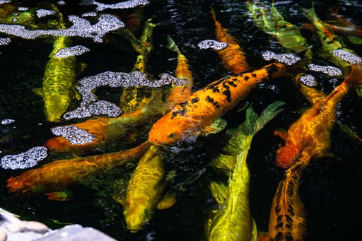 A closeup shot of koi carps swimming in the water