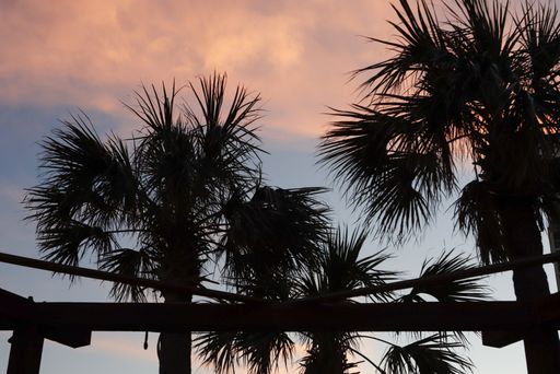 A beautiful shot of silhouetted palm trees against a cloudy purple-blue sunset sky