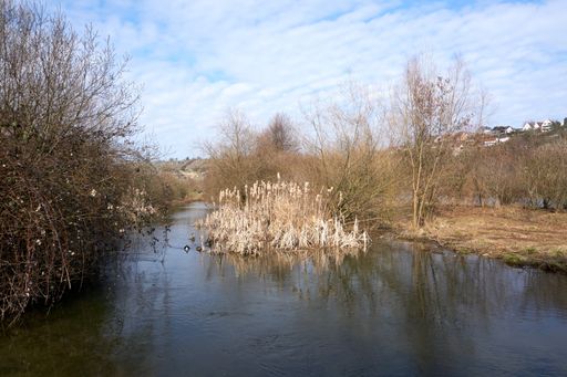 A closeup view of the field with dried trees and the lake on a sunny fall day