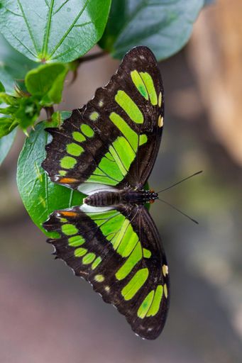 Siproeta stelene butterfly with black and green wings sitting on a leafe